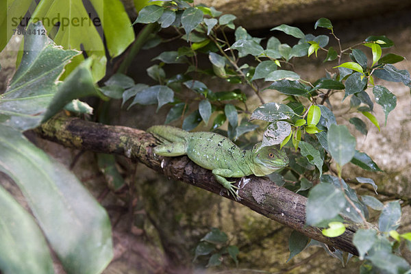 Grüner Basilisk (Basiliscus plumifrons)