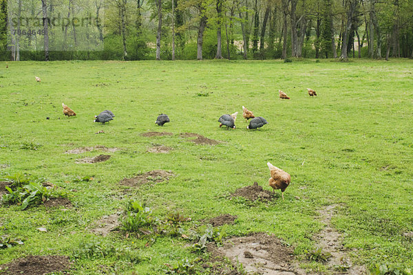 Hühner und Perlhühner beim Picken auf einer Wiese