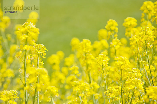 Field mustard