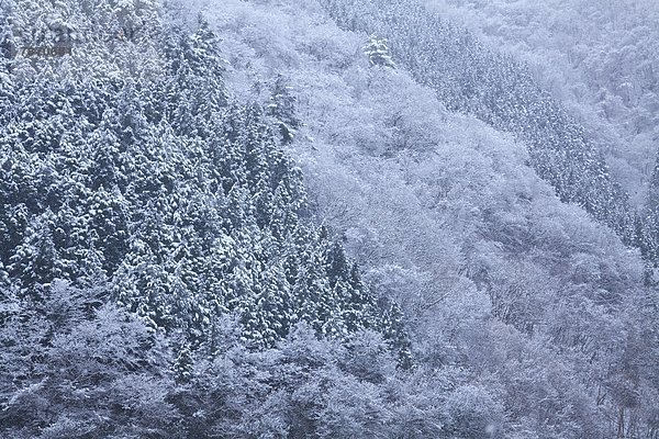 Forest covered in snow  Okutama