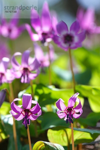 Veilchen  viola  Blume
