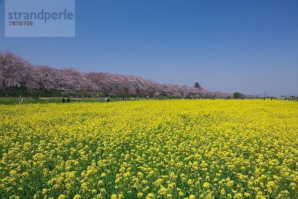Cherry trees and rapeseed field  Saitama Prefecture