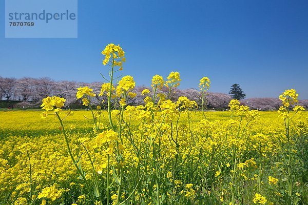 Cherry trees and rapeseed field  Saitama Prefecture