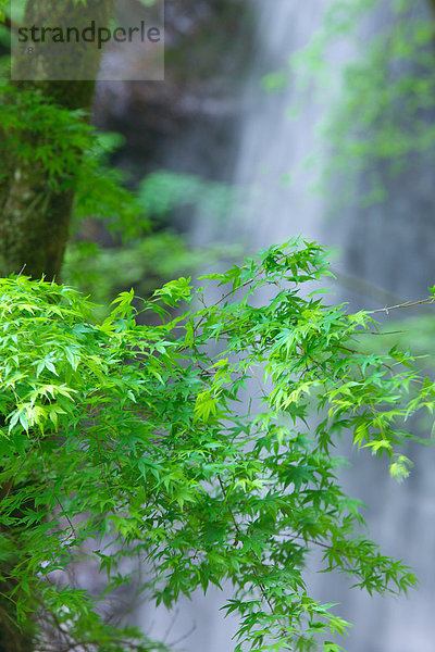 Ahornblatt Wasserfall