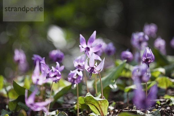 Veilchen  viola  Blume  Hund  Dorf