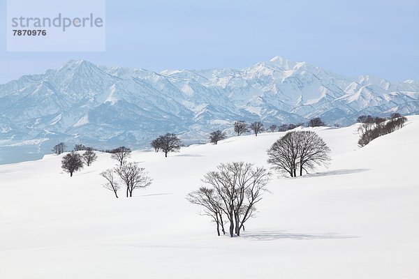 Berg  Baum  Niigata  Schnee