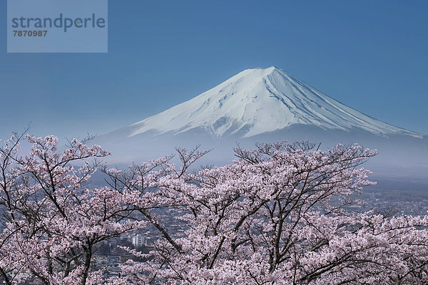 Kirsche  blühen  Berg  Fuji