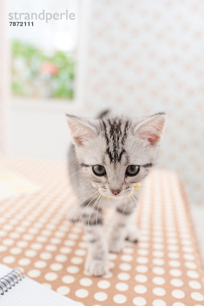 American Shorthair