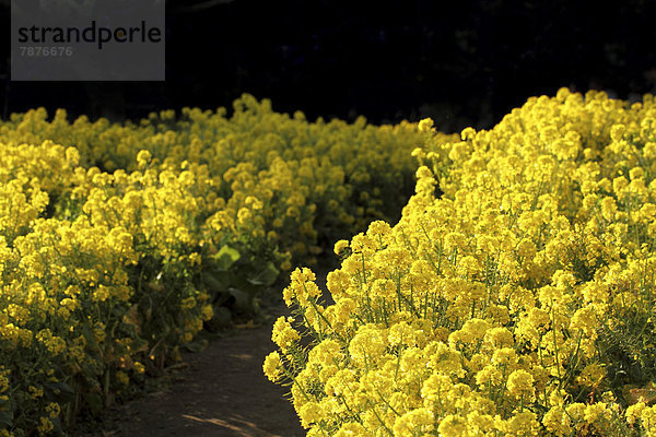 Field mustard