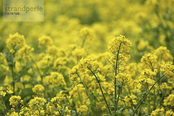 Field mustard