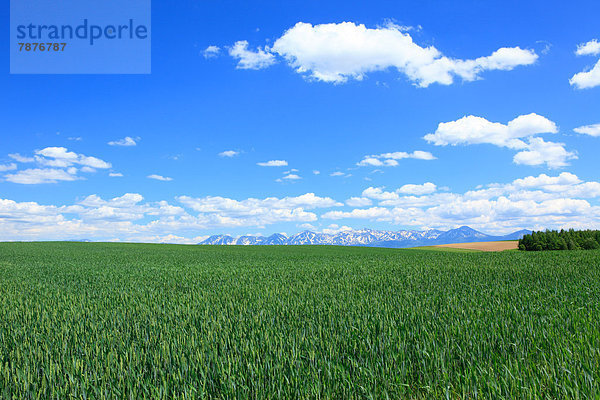 Wolke  Himmel  Feld  blau  Weizen  Hokkaido