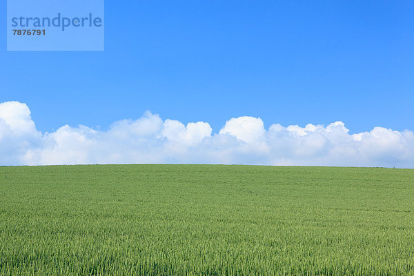 Wolke  Himmel  Feld  blau  Weizen  Hokkaido