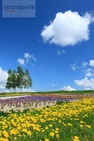Wolke  Blume  Himmel  Garten  Hokkaido