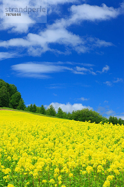 Wolke  Himmel  Feld  Hokkaido  Senf