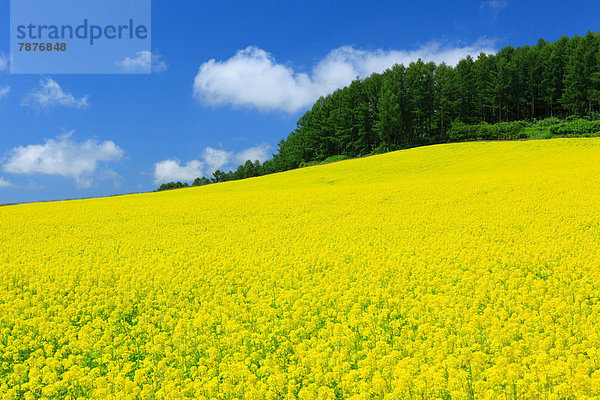 Wolke  Himmel  Feld  Hokkaido  Senf