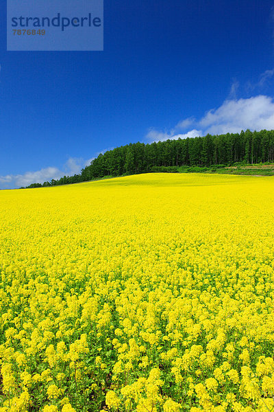 Wolke  Himmel  Feld  Hokkaido  Senf