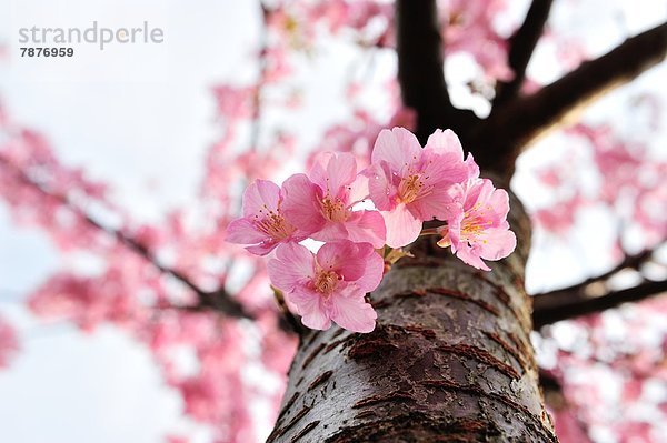 Kirschblüten