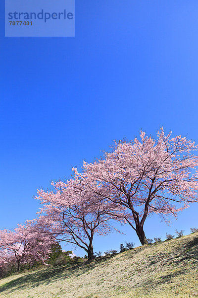 Baum  Himmel  Kirsche  blühen  blau  voll