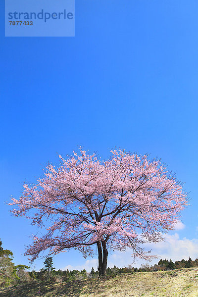 Baum  Himmel  Kirsche  blühen  blau  voll