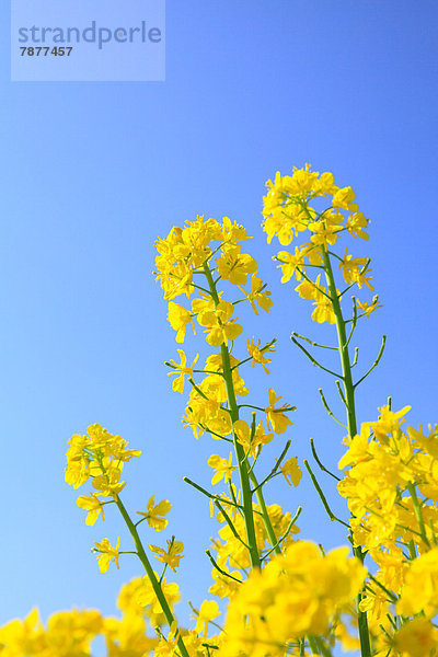 Himmel  blau  Raps  Brassica napus