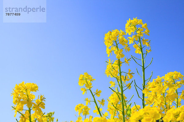 Himmel  blau  Raps  Brassica napus