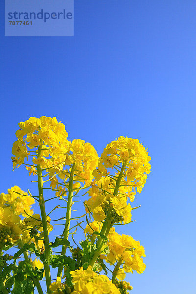 Himmel  blau  Raps  Brassica napus