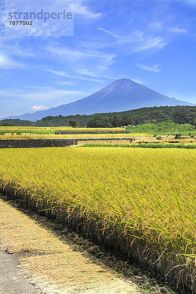 Reis  Reiskorn  Berg  Fuji