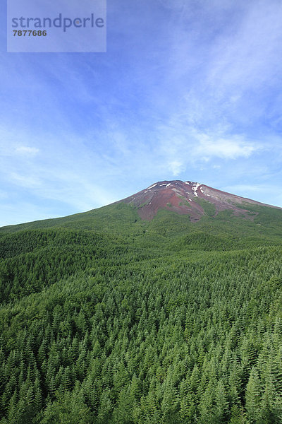 Sommer  Wald  Berg  Fuji