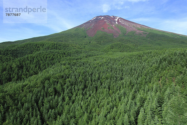 Sommer  Wald  Berg  Fuji