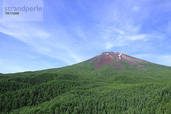 Sommer  Wald  Berg  Fuji