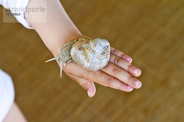 Hand eines Kindes mit Weinbergschnecke