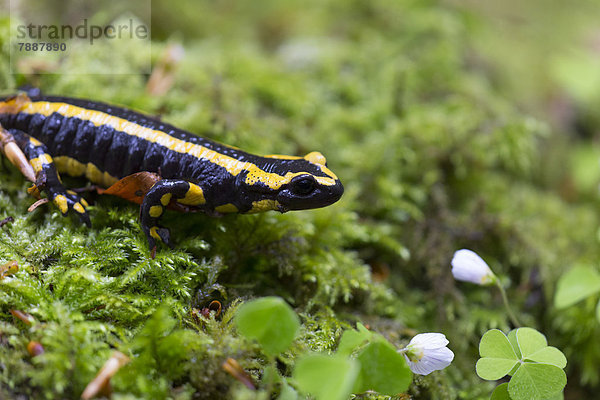 Feuersalamander  Salamandra salamandra  Wutachschlucht  Baden-Württemberg  Deutschland  Europa