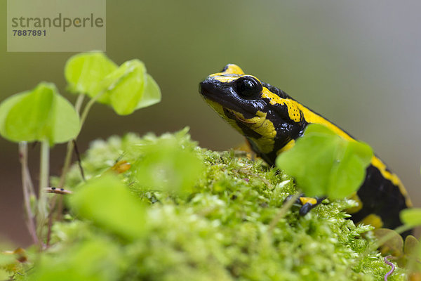 Feuersalamander  Salamandra salamandra  Wutachschlucht  Baden-Württemberg  Deutschland  Europa