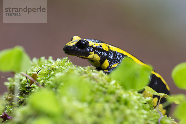 Feuersalamander  Salamandra salamandra  Wutachschlucht  Baden-Württemberg  Deutschland  Europa