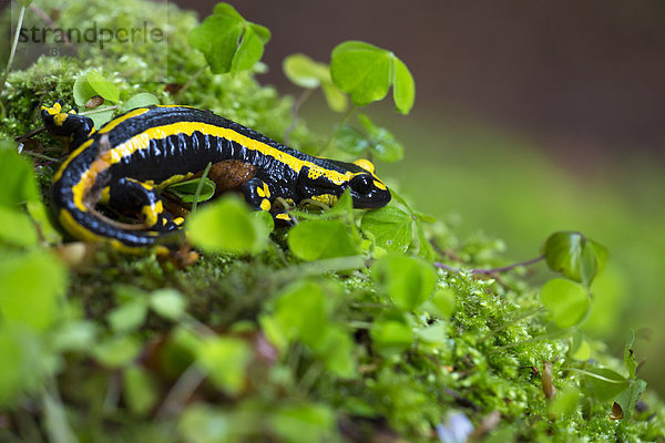 Feuersalamander  Salamandra salamandra  Wutachschlucht  Baden-Württemberg  Deutschland  Europa