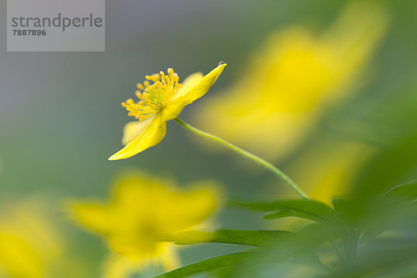 Gelbe Blume  Wutachschlucht  Schwarzwald  Baden-Württemberg  Deutschland  Europa