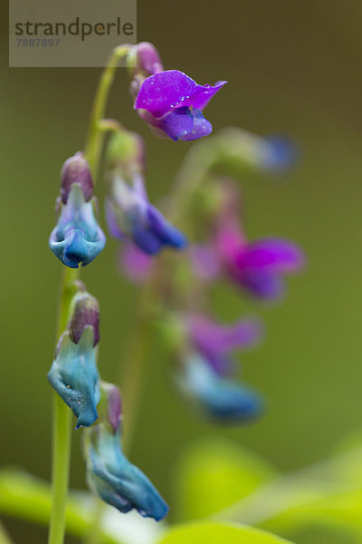 Lila Blume  Wutachschlucht  Schwarzwald  Baden-Württemberg  Deutschland  Europa