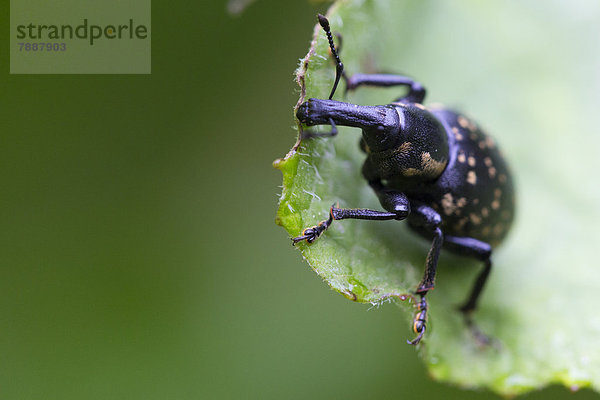 Rüsselkäfer  Curculionidae  Wutachschlucht  Schwarzwald  Baden-Württemberg  Deutschland  Europa