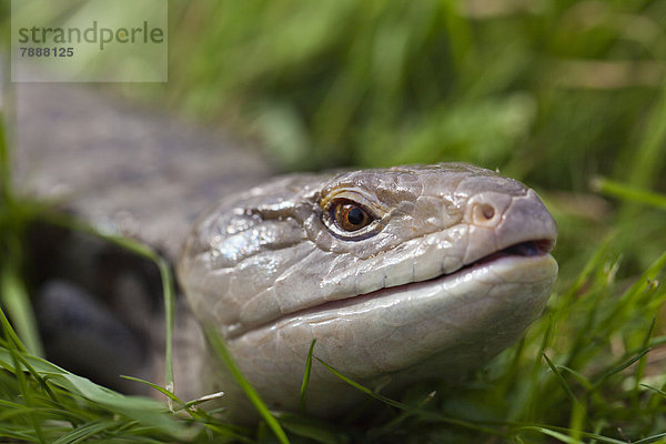 Blauzungenskink (Tiliqua scincoides) im Gras