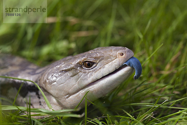 Blauzungenskink (Tiliqua scincoides) im Gras