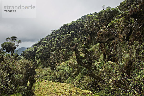 Nebelwald von La Siberia  Bolivien