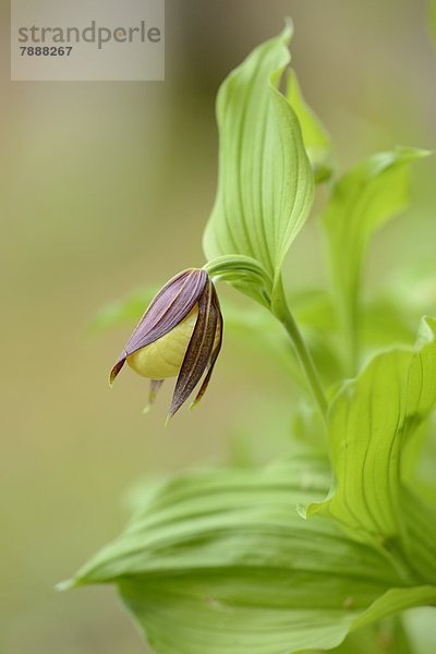 Gelber Frauenschuh (Cypripedium calceolus)