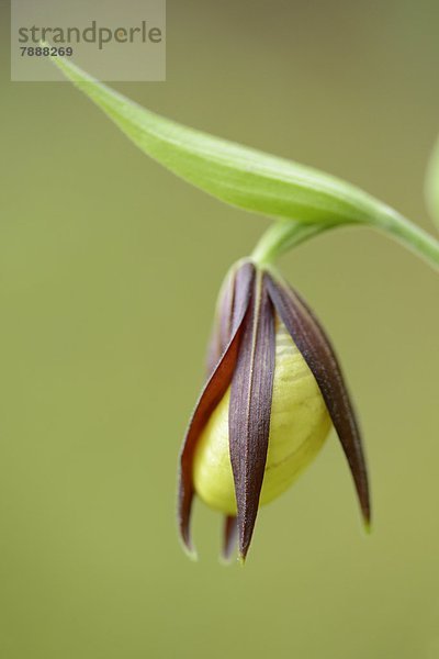 Gelber Frauenschuh (Cypripedium calceolus)