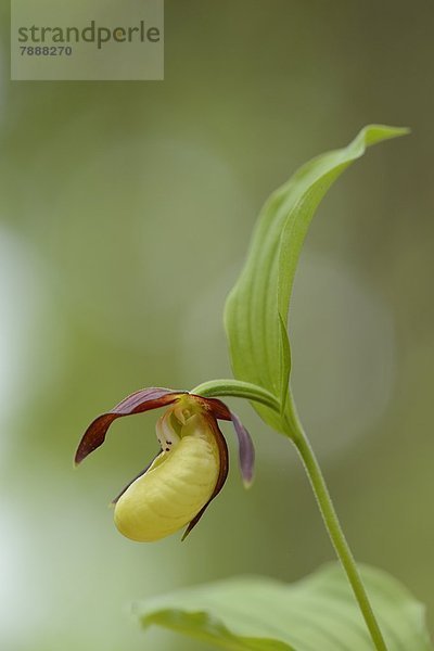 Gelber Frauenschuh (Cypripedium calceolus)