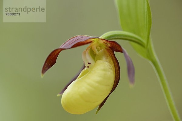 Gelber Frauenschuh (Cypripedium calceolus)