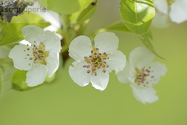 Blüten eines Birnbaums im Frühling