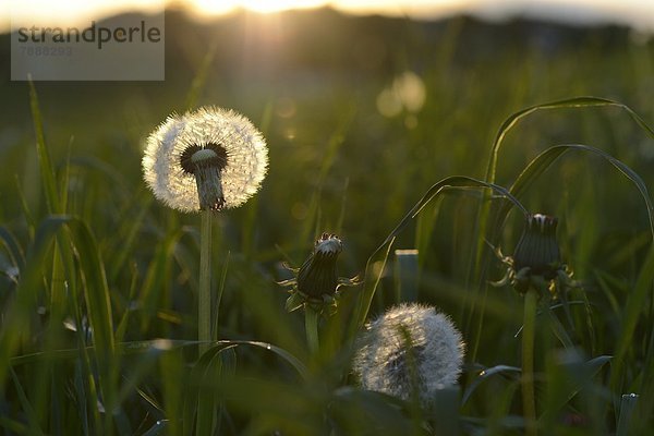 Samen des Gewöhnlichen Löwenzahns (Taraxacum officinale) im Frühling