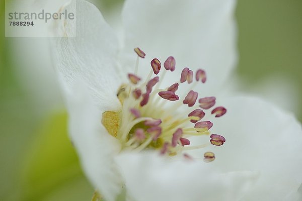 Blüte eines Birnbaums im Frühling