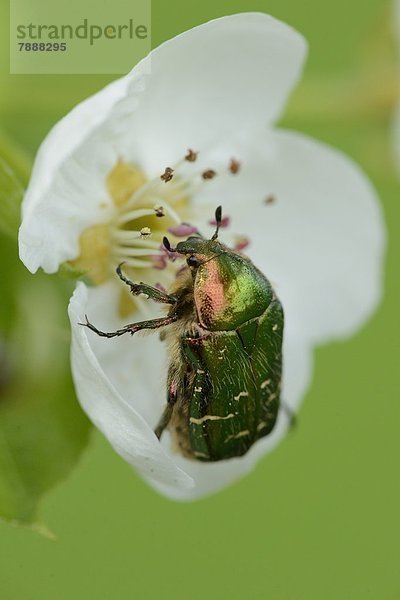 Goldglänzender Rosenkäfer (Cetonia aurata) auf einer Birnbaum-Blüte