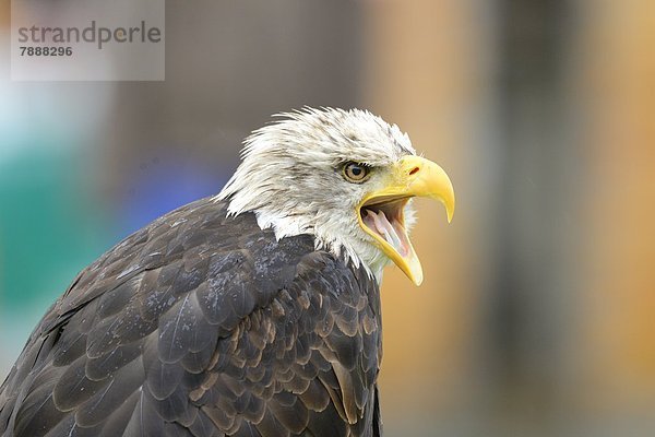 Weißkopfseeadler (Haliaeetus leucocephalus)  close-up